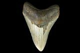 Fossil Megalodon Tooth - North Carolina #124352-1